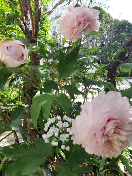 LES-PIVOINES-DU-JARDIN